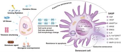 Cellular senescence: a double-edged sword in cancer therapy